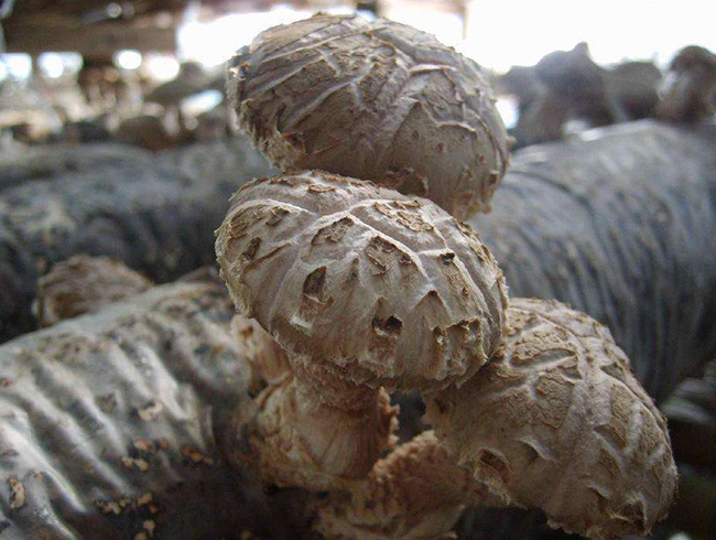 双孢蘑菇高产栽培技术