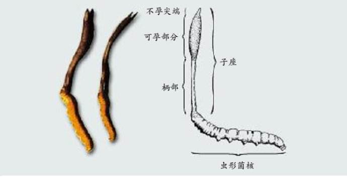 信邦专利：蝙蝠蛾被毛孢食用菌制备方法