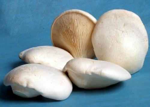 白灵菇的贮藏与保鲜技术